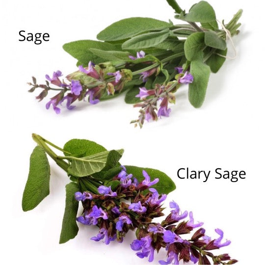 Is there a difference between Sage and Clary Sage Essential Oils?